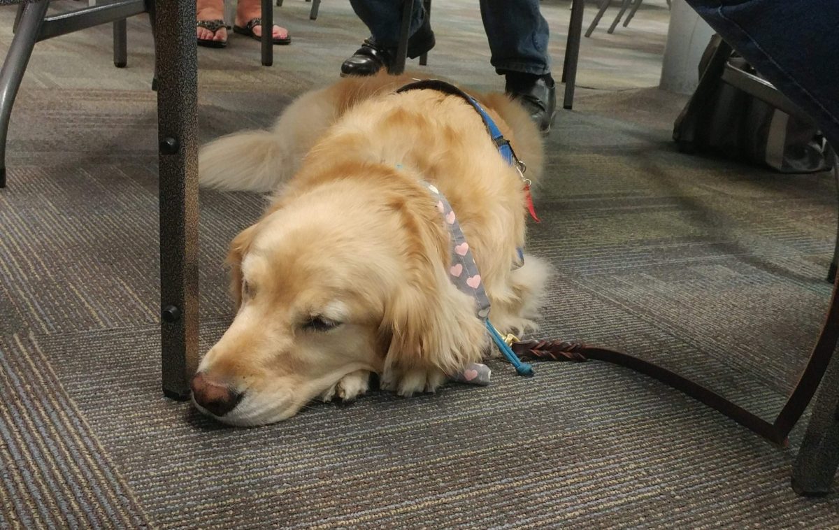 A visit from Esther the Comfort Dog