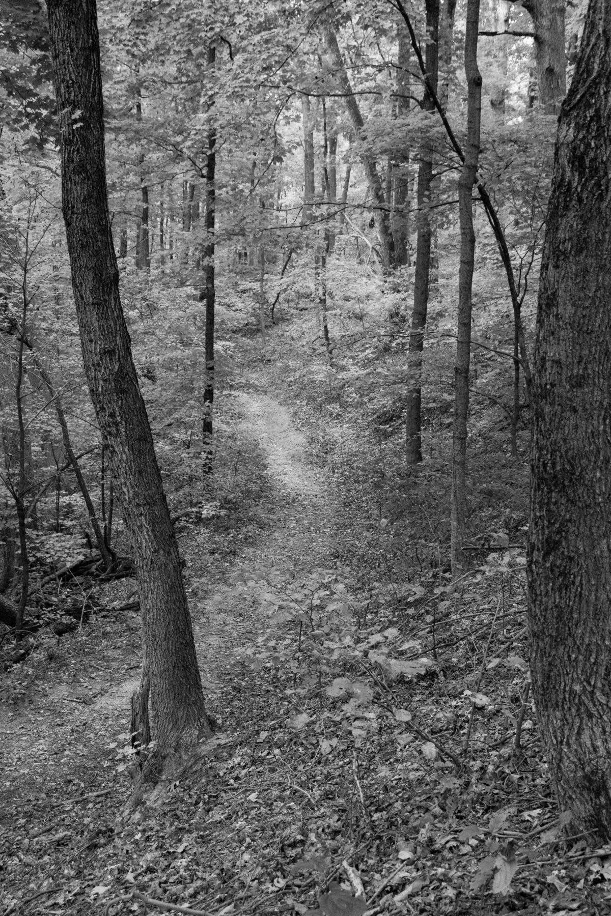 Day Hike at Pere Marquette - Troop 86