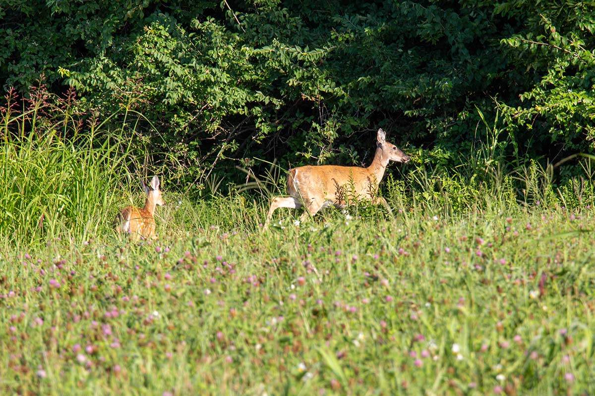 Hiking at Cahokia Mounds - Deer