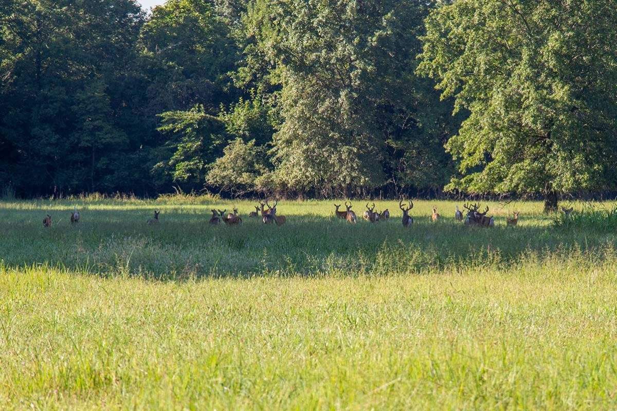 Hiking at Cahokia Mounds - Deer