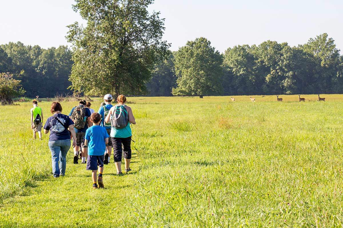 Hiking at Cahokia Mounds - Deer