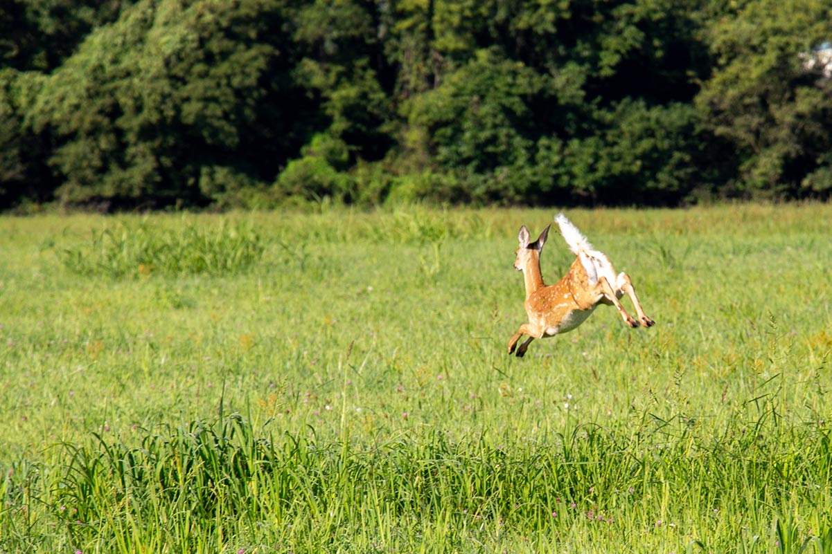 Hiking at Cahokia Mounds - Deer